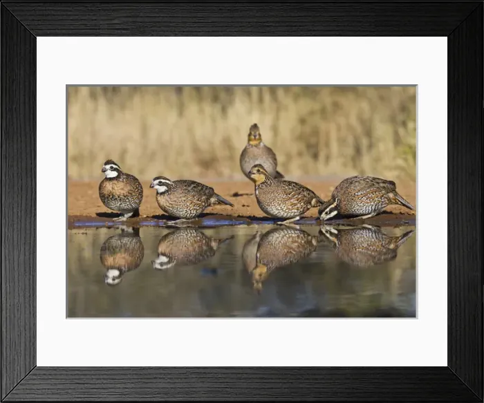 Framed Print : Northern Bobwhite (Colinus virginianus) covey drinking at south Texas pond Framed Print : Northern Bobwhite (Colinus virginianus) covey drinking at south Texas pond