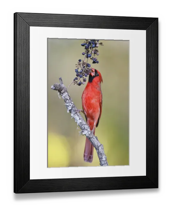 Framed Print : Northern Cardinal (Cardinalis cardinalis) adult male feeding on wild grapes Framed Print : Northern Cardinal (Cardinalis cardinalis) adult male feeding on wild grapes