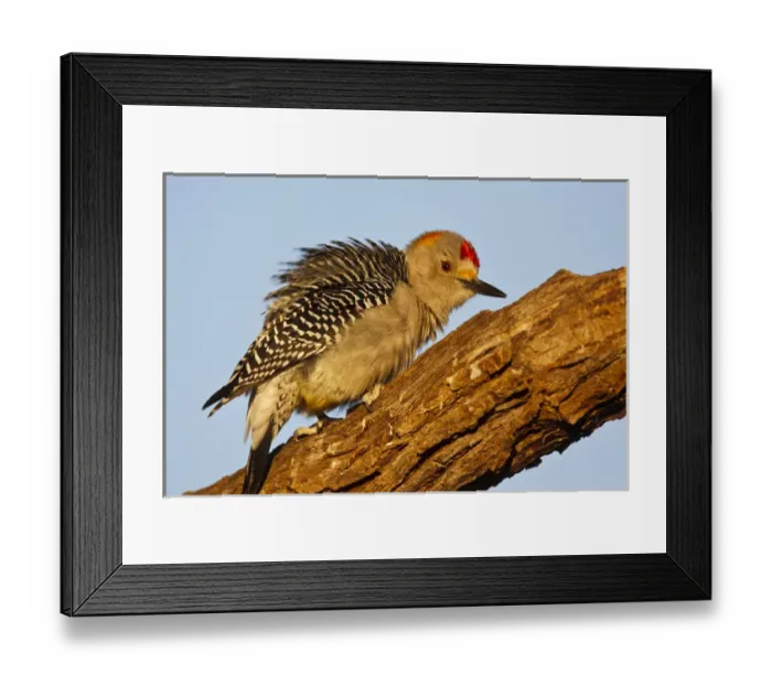Framed Print : Golden-fronted Woodpecker (Melanerpes aurifrons) male perched on dead limb