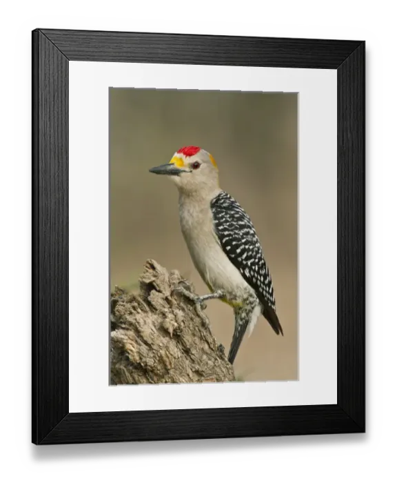 Framed Print : Golden-fronted Woodpecker (Melanerpes aurifrons) male perched on dead limb Framed Print : Golden-fronted Woodpecker (Melanerpes aurifrons) male perched on dead limb