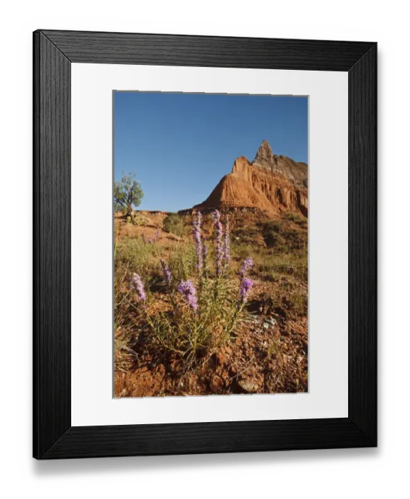 Framed Print : Mountain and Gayfeather (Liatris sp. ) in Palo Duro Canyon State Park, Texas