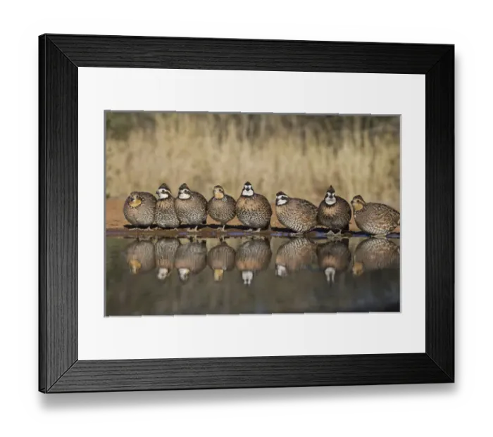 Framed Print : Northern Bobwhite (Colinus virginianus) covey drinking at south Texas pond Framed Print : Northern Bobwhite (Colinus virginianus) covey drinking at south Texas pond
