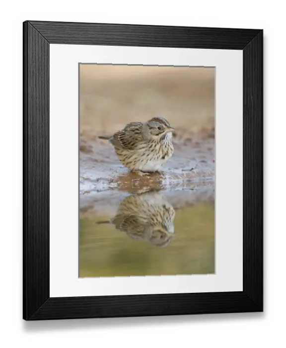 Framed Print : Lincolns Sparrow (Melospiza lincolnii) reflected in ranch pond, south Texas