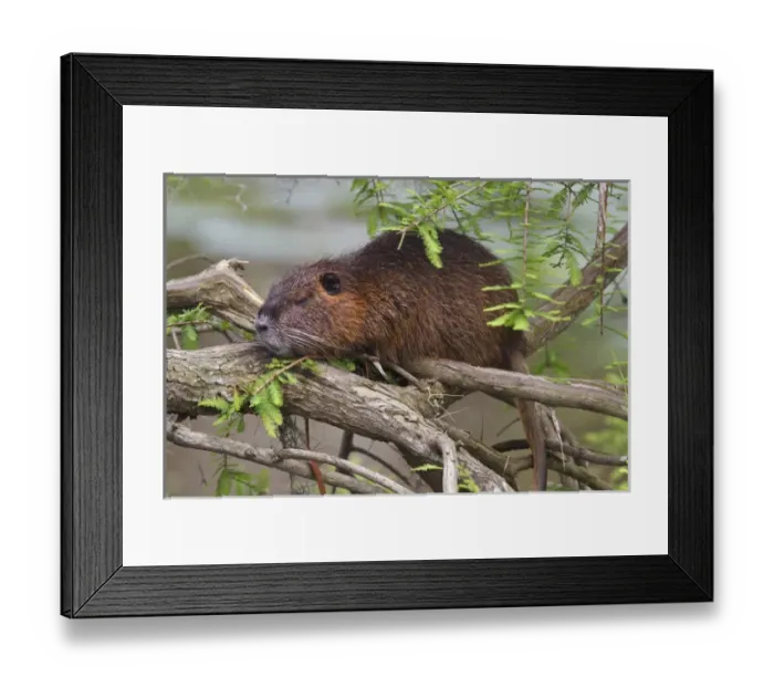 Framed Print : Nutria (Myocastor coypus) adult sunning in bald cypress branches, east Texas