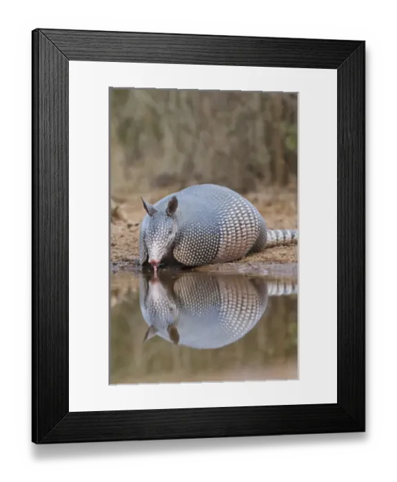 Framed Print : Nine-banded Armadillo (Dasypus novemcinctus) drinking at pond in south Texas Framed Print : Nine-banded Armadillo (Dasypus novemcinctus) drinking at pond in south Texas