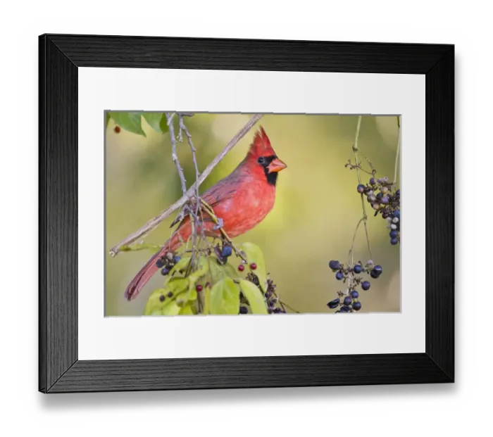 Framed Print : Northern Cardinal (Cardinalis cardinalis) adult male feeding on wild grapes Framed Print : Northern Cardinal (Cardinalis cardinalis) adult male feeding on wild grapes