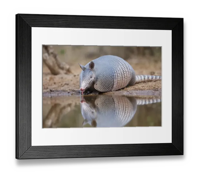 Framed Print : Nine-banded Armadillo (Dasypus novemcinctus) drinking at pond in south Texas