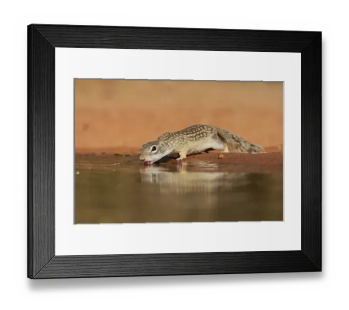 Framed Print : Mexican Ground Squirrel (Spermophilus mexicanus), adult drinking at pond, South Texas