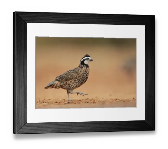 Framed Print : Northern Bobwhite (Colinus virginianus), male running, Rio Grande Valley, South Texas Framed Print : Northern Bobwhite (Colinus virginianus), male running, Rio Grande Valley, South Texas