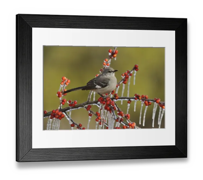 Framed Print : Northern Mockingbird (Mimus polyglottos), adult perched on icy branch of Possum Haw Holly Framed Print : Northern Mockingbird (Mimus polyglottos), adult perched on icy branch of Possum Haw Holly