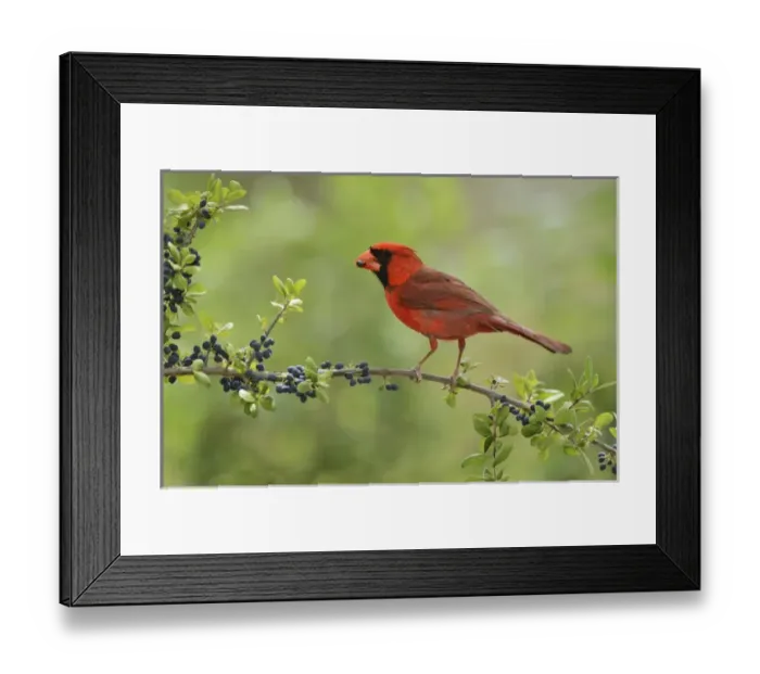 Framed Print : Northern Cardinal (Cardinalis cardinalis), adult male eating Elbow bush (Forestiera