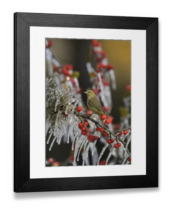Framed Print : Orange-crowned Warbler (Vermivora celata), adult perched on icy branch of Possum Haw Holly