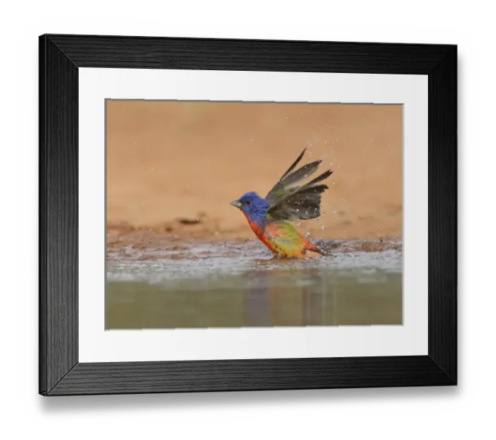 Framed Print : Painted Bunting (Passerina ciris), adult male bathing, Rio Grande Valley, South Texas Framed Print : Painted Bunting (Passerina ciris), adult male bathing, Rio Grande Valley, South Texas