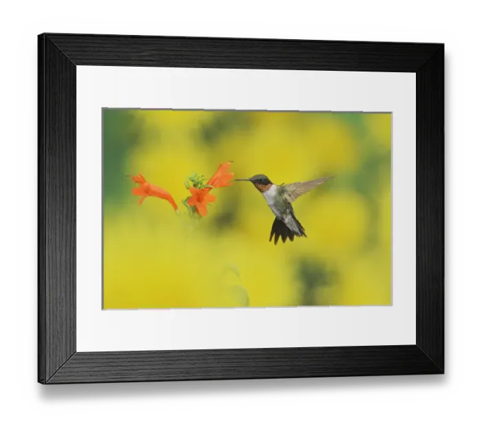 Framed Print : Ruby-throated Hummingbird (Archilochus colubris), male in flight feeding on Cape honeysuckle Framed Print : Ruby-throated Hummingbird (Archilochus colubris), male in flight feeding on Cape honeysuckle