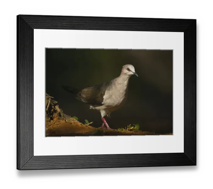 Framed Print : White-tipped Dove (Leptotila virreauxi) emerginf from shadows in south Texas Framed Print : White-tipped Dove (Leptotila virreauxi) emerginf from shadows in south Texas