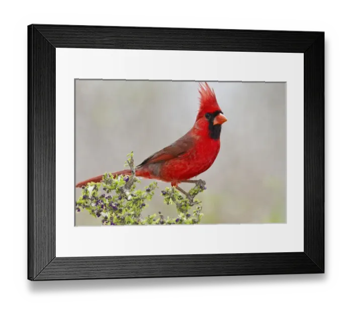 Framed Print : Northern Cardinal, Cardinalis cardinalis, adult male perched in brushy cover