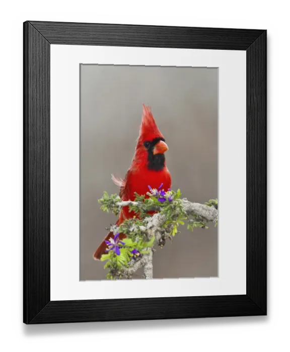 Framed Print : Northern Cardinal, Cardinalis cardinalis, adult male perched in brushy cover Framed Print : Northern Cardinal, Cardinalis cardinalis, adult male perched in brushy cover