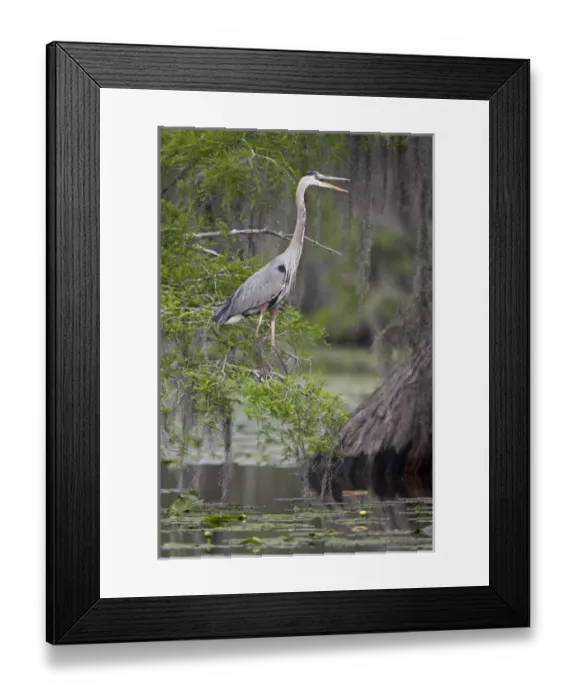 Framed Print : Great Blue Heron (Ardea herodias) calling form cypress tree on Caddo Lake, Texas