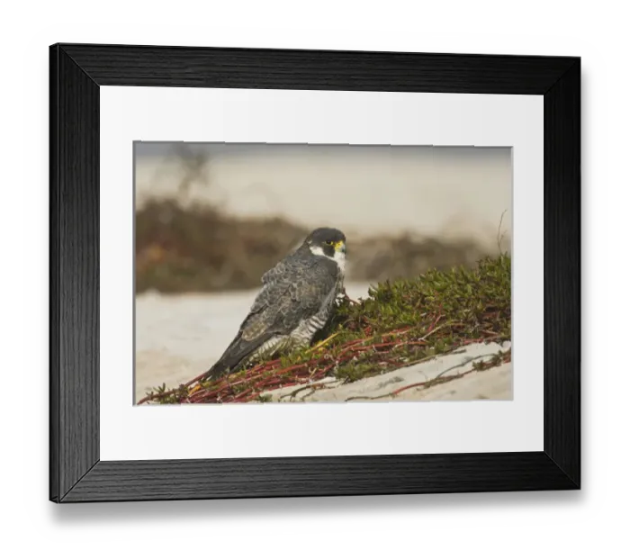 Framed Print : Peregrine Falcon (Falco peregrinus) adult on spoil island, Aransas Bay, Texas Framed Print : Peregrine Falcon (Falco peregrinus) adult on spoil island, Aransas Bay, Texas