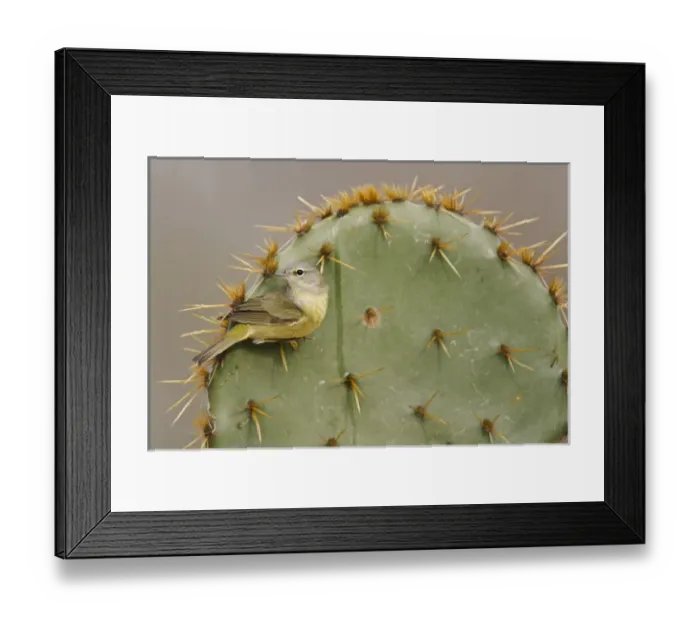 Framed Print : Orange-crowned Warbler (Vermivora celata) perched on prickly pear cactus spine Framed Print : Orange-crowned Warbler (Vermivora celata) perched on prickly pear cactus spine