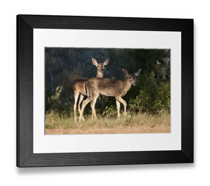 Framed Print : White-tailed Deer (Odocoileus virginianus) standing in shadows near brushy cover