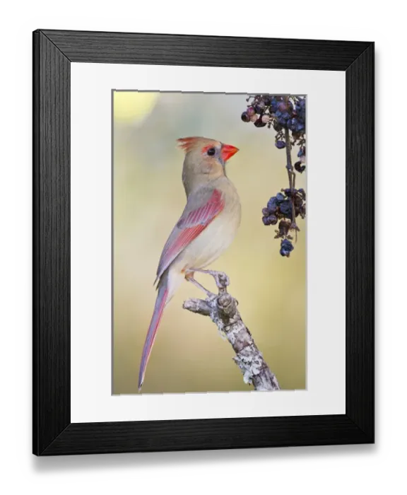 Framed Print : Northern Cardinal (Cardinalis cardinalis) adult female feeding on wild grapes Framed Print : Northern Cardinal (Cardinalis cardinalis) adult female feeding on wild grapes