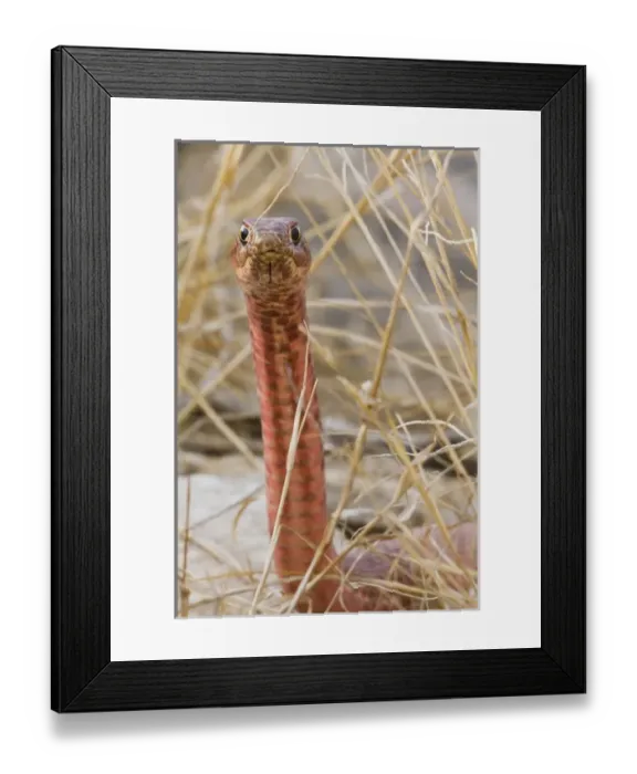 Framed Print : Western Coachwhip (Masticophis flagellum) red colored population in west Texas Framed Print : Western Coachwhip (Masticophis flagellum) red colored population in west Texas