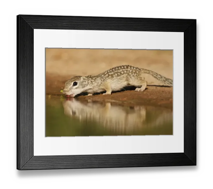 Framed Print : Mexican Ground Squirrel (Spermophilus mexicanus) drinking at a pond in south Texas Framed Print : Mexican Ground Squirrel (Spermophilus mexicanus) drinking at a pond in south Texas