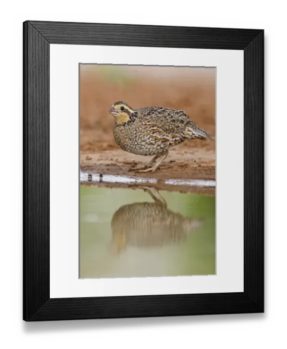 Framed Print : Northern Bobwhite (Colinus virginianus) adult female drinking at south Texas pond
