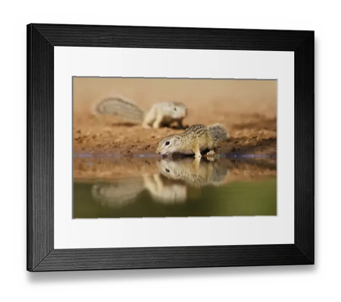 Framed Print : Mexican Ground Squirrel (Spermophilus mexicanus) drinking at a pond in south Texas Framed Print : Mexican Ground Squirrel (Spermophilus mexicanus) drinking at a pond in south Texas