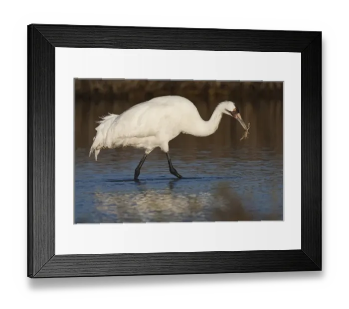 Framed Print : Whooping Crane (Grus americana) wintering at Aransas National Wildlife Refuge, Texas