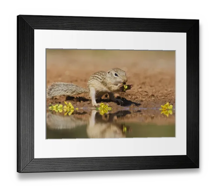 Framed Print : Mexican Ground Squirrel (Spermophilus mexicanus) drinking at a pond in south Texas Framed Print : Mexican Ground Squirrel (Spermophilus mexicanus) drinking at a pond in south Texas