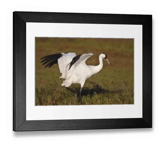 Framed Print : Whooping Crane (Grus americana) wintering at Aransas National Wildlife Refuge, Texas Framed Print : Whooping Crane (Grus americana) wintering at Aransas National Wildlife Refuge, Texas
