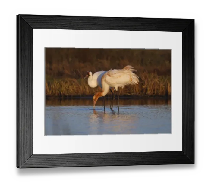 Framed Print : Whooping Crane (Grus americana) wintering at Aransas National Wildlife Refuge, Texas
