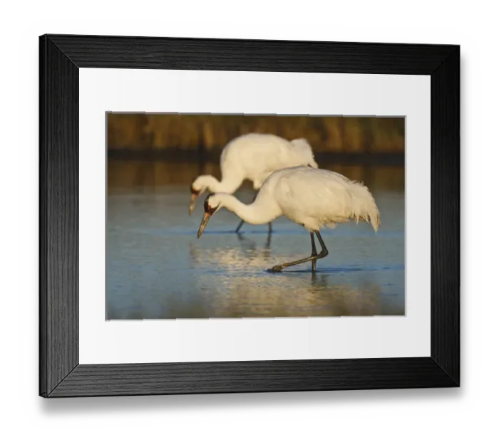 Framed Print : Whooping Crane (Grus americana) wintering at Aransas National Wildlife Refuge, Texas
