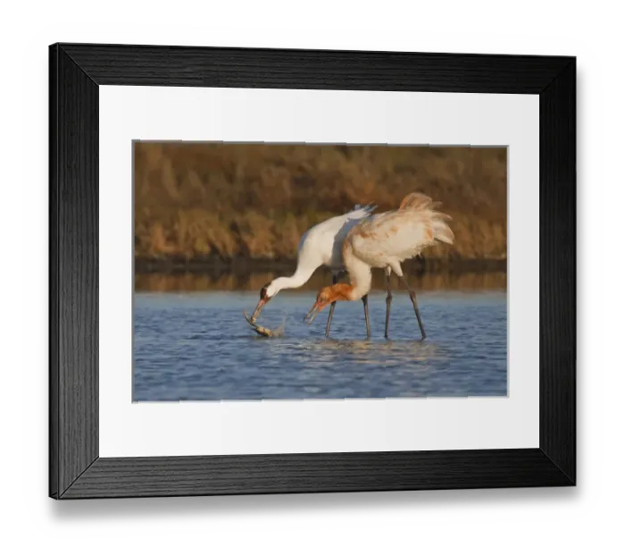 Framed Print : Whooping Crane (Grus americana) wintering at Aransas National Wildlife Refuge, Texas Framed Print : Whooping Crane (Grus americana) wintering at Aransas National Wildlife Refuge, Texas