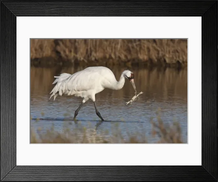 Framed Print : Whooping Crane (Grus americana) wintering at Aransas National Wildlife Refuge, Texas Framed Print : Whooping Crane (Grus americana) wintering at Aransas National Wildlife Refuge, Texas