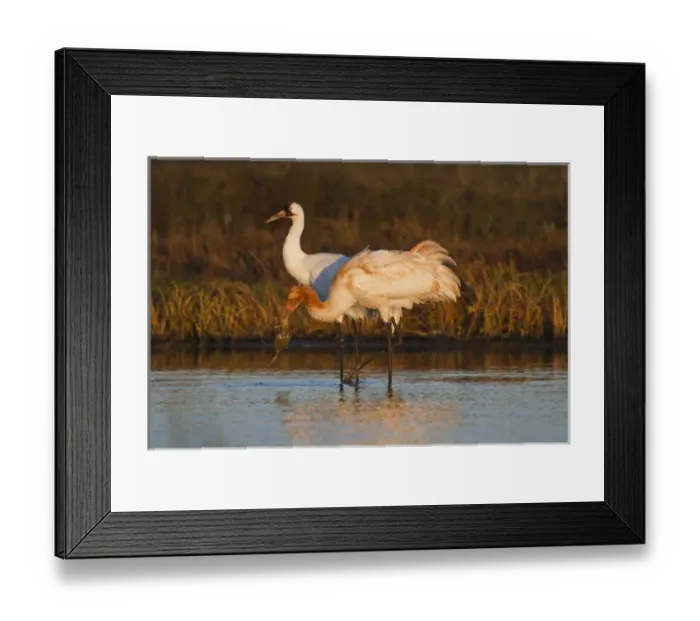 Framed Print : Whooping Crane (Grus americana) wintering at Aransas National Wildlife Refuge, Texas Framed Print : Whooping Crane (Grus americana) wintering at Aransas National Wildlife Refuge, Texas
