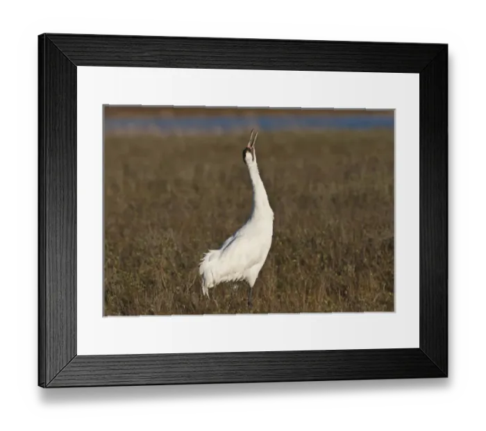 Framed Print : Whooping Crane (Grus americana) wintering at Aransas National Wildlife Refuge, Texas