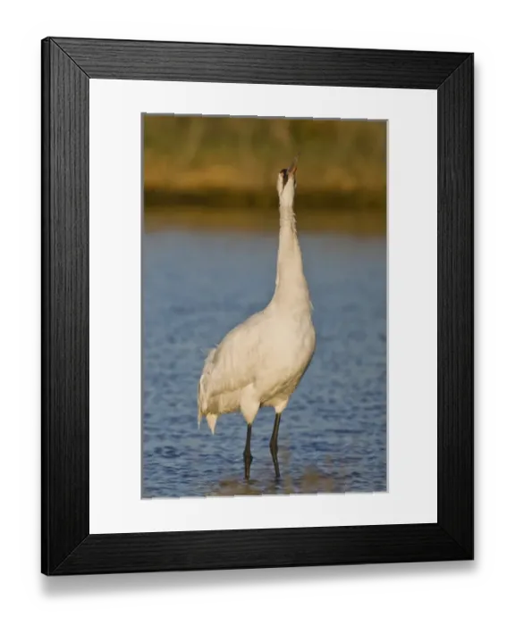Framed Print : Whooping Crane (Grus americana) wintering at Aransas National Wildlife Refuge, Texas Framed Print : Whooping Crane (Grus americana) wintering at Aransas National Wildlife Refuge, Texas