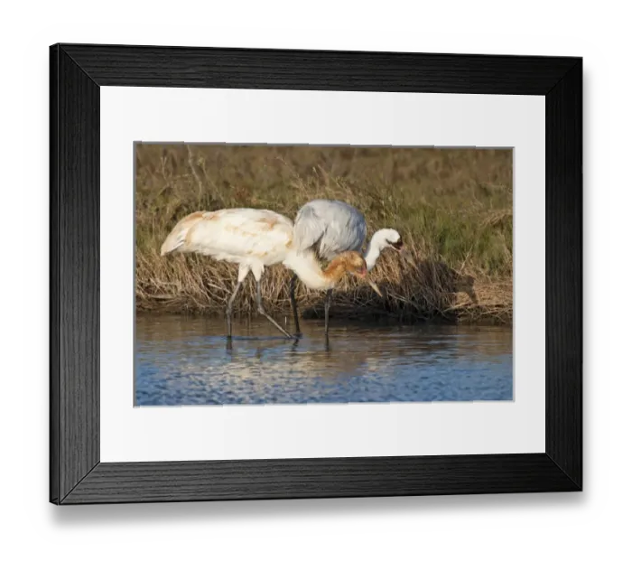 Framed Print : Whooping Crane (Grus americana) wintering at Aransas National Wildlife Refuge, Texas Framed Print : Whooping Crane (Grus americana) wintering at Aransas National Wildlife Refuge, Texas
