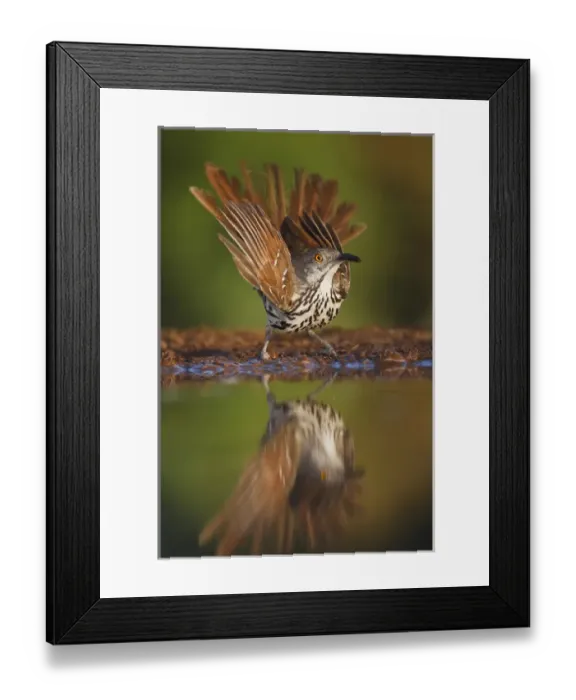 Framed Print : Long-billed Thrasher (Toxostoma longirostre) frightened while drinking, south Texas Framed Print : Long-billed Thrasher (Toxostoma longirostre) frightened while drinking, south Texas