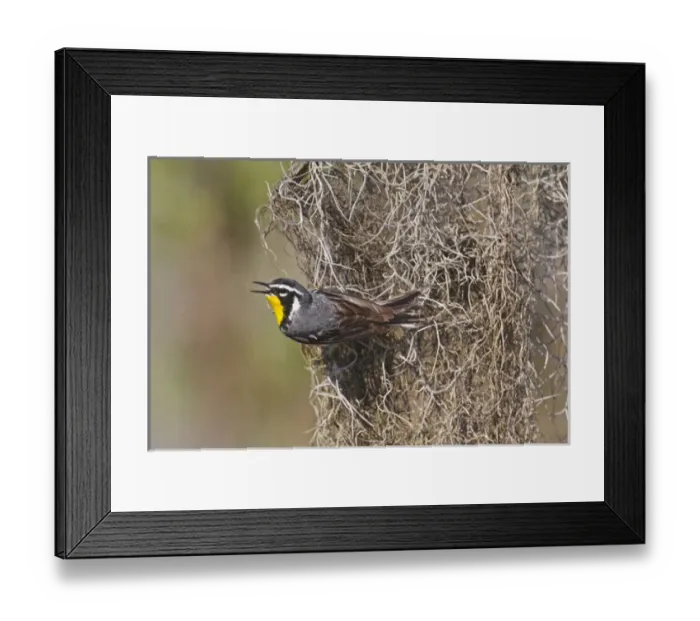 Framed Print : Yellow-throated Warbler (Dendroica dominica) adult male singing on breeding territory Framed Print : Yellow-throated Warbler (Dendroica dominica) adult male singing on breeding territory