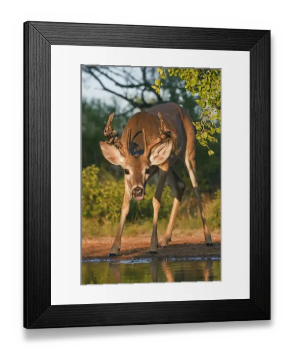 Framed Print : White-tailed Deer (Odocoileus virginianus) male drinking at ranch pond in south Texas Framed Print : White-tailed Deer (Odocoileus virginianus) male drinking at ranch pond in south Texas