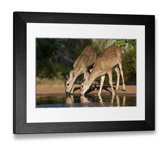 Framed Print : White-tailed Deer (Odocoileus virginianus) young drinking at ranch pond in south Texas Framed Print : White-tailed Deer (Odocoileus virginianus) young drinking at ranch pond in south Texas