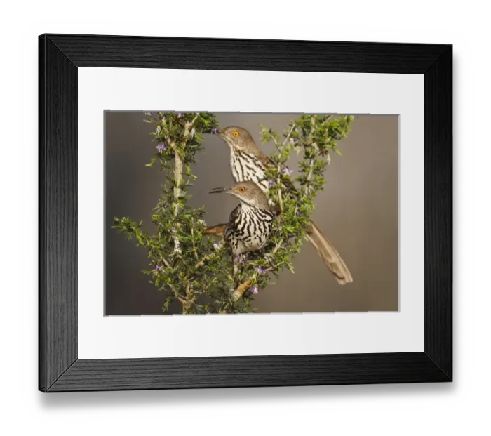 Framed Print : Long-billed Thrasher (Toxostoma longirostre) pair sitting in guayacan bush, south Texas