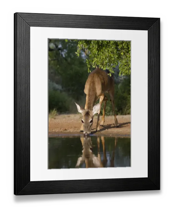 Framed Print : White-tailed Deer (Odocoileus virginianus) female drinking at ranch pond in south Texas Framed Print : White-tailed Deer (Odocoileus virginianus) female drinking at ranch pond in south Texas