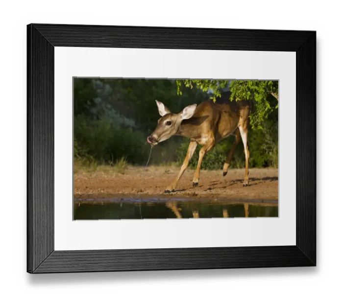 Framed Print : White-tailed Deer (Odocoileus virginianus) female drinking at ranch pond in south Texas
