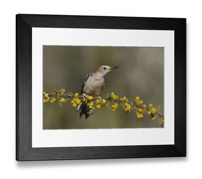 Framed Print : Golden-fronted Woodpecker (Melanerpes aurifrons) female perched on blooming Huisache limb
