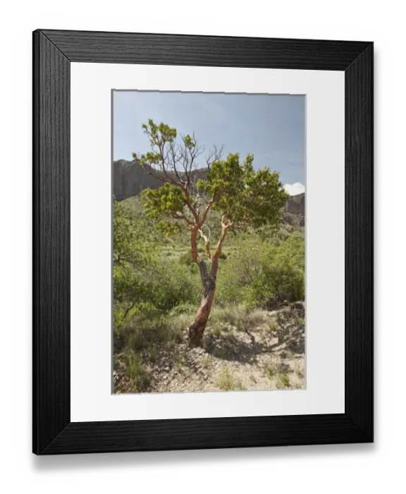 Framed Print : Texas Madrone (Arbutus xalapensis), Chisos Mountains, Big Bend National Park, Texas, USA Framed Print : Texas Madrone (Arbutus xalapensis), Chisos Mountains, Big Bend National Park, Texas, USA